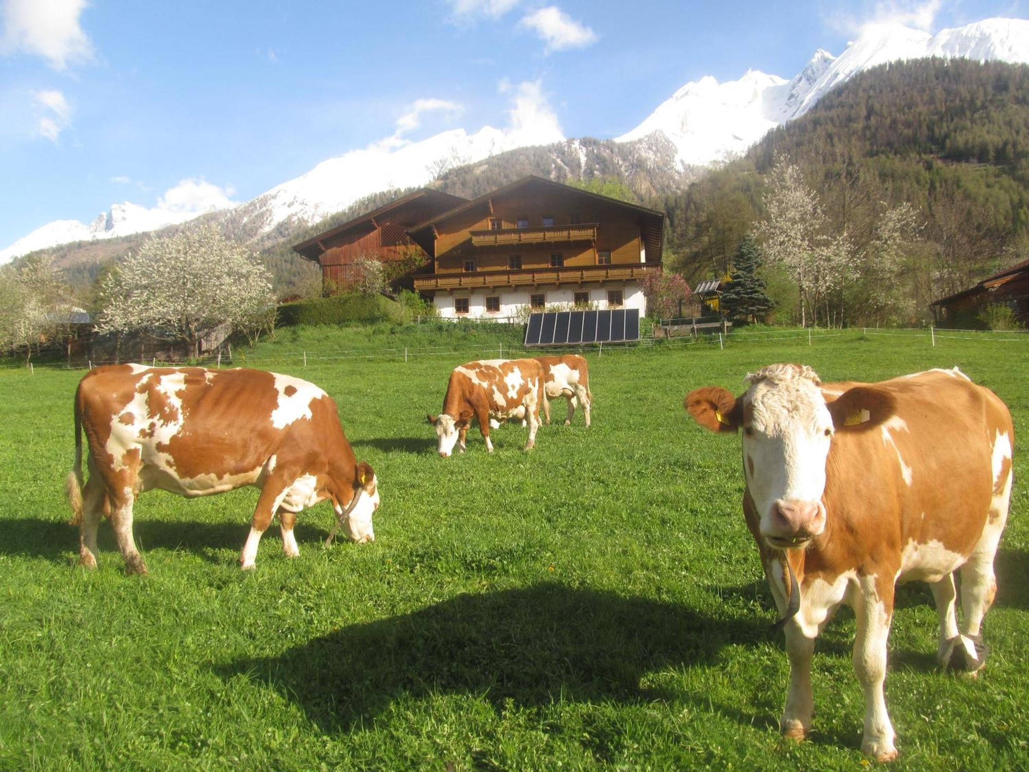 Farm stay Klampererhof Virgen
