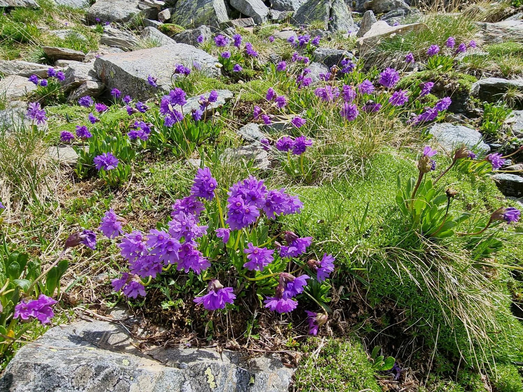 Bauernhof Klampererhof *