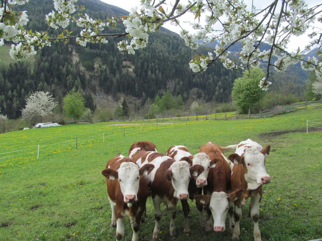 Bauernhof Klampererhof *